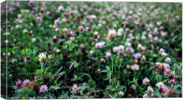 Verdant Clover Field Dreamscape Canvas Print by Tom McPherson