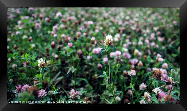 Verdant Clover Field Dreamscape Framed Print by Tom McPherson