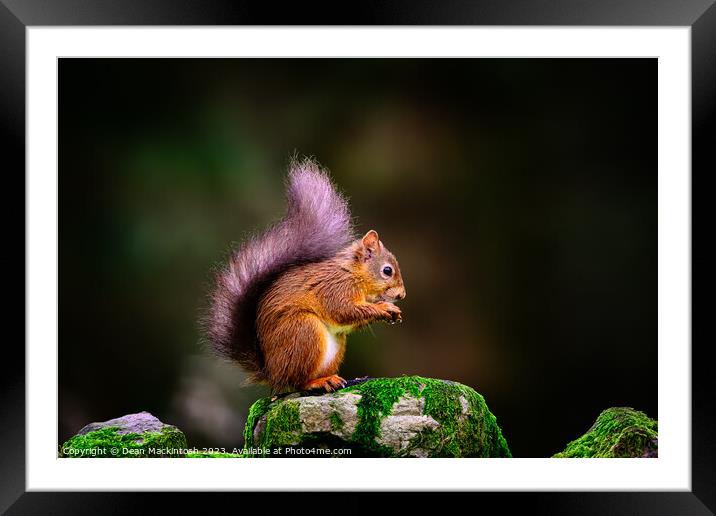 Sittin on the Rock of the Day Framed Mounted Print by Dean Mackintosh