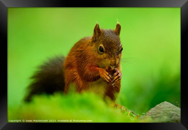 Nuts for Lunch Framed Print by Dean Mackintosh