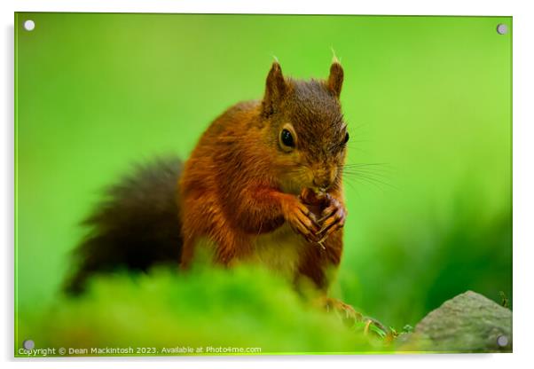 Nuts for Lunch Acrylic by Dean Mackintosh