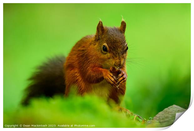 Nuts for Lunch Print by Dean Mackintosh