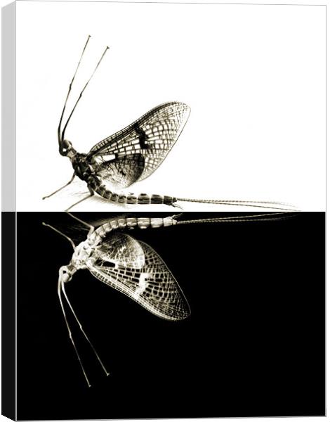 mayflies in black and white Canvas Print by Heather Newton