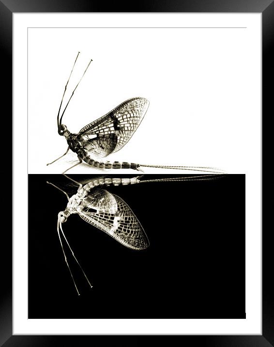 mayflies in black and white Framed Mounted Print by Heather Newton