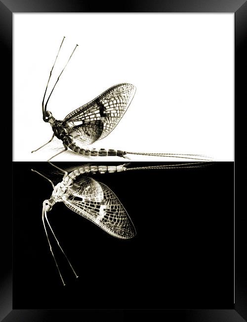 mayflies in black and white Framed Print by Heather Newton