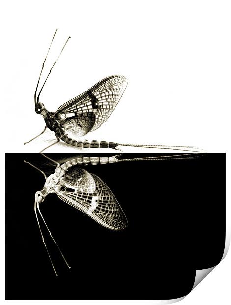 mayflies in black and white Print by Heather Newton