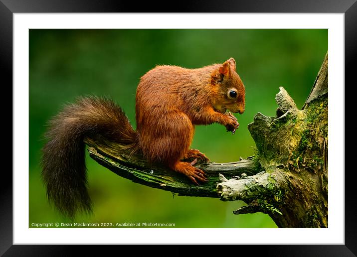 Get In Close Framed Mounted Print by Dean Mackintosh