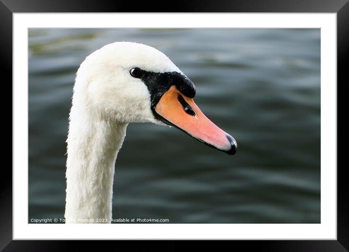 'Elegant Mute Swan: Ballet of Nature' Framed Mounted Print by Tom McPherson