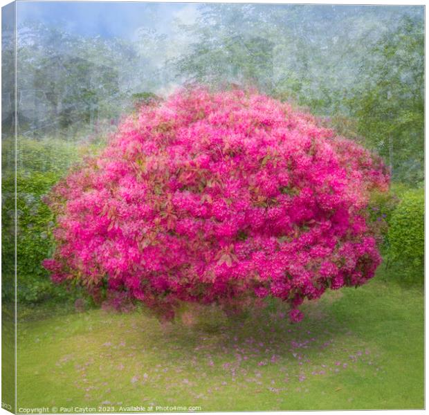 Rhododendron bush created using Pep Ventosa technique Canvas Print by Paul Cayton