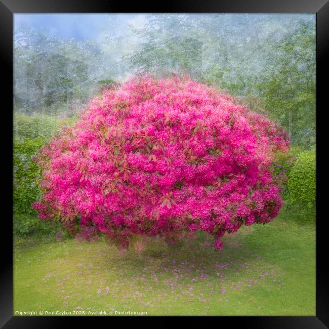 Rhododendron bush created using Pep Ventosa technique Framed Print by Paul Cayton