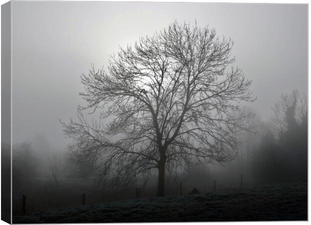 Ash tree in fog, Hob Moor  Canvas Print by Paul Boizot