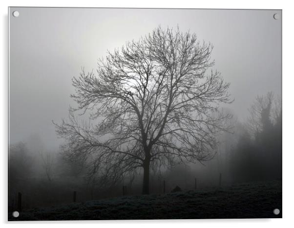 Ash tree in fog, Hob Moor  Acrylic by Paul Boizot