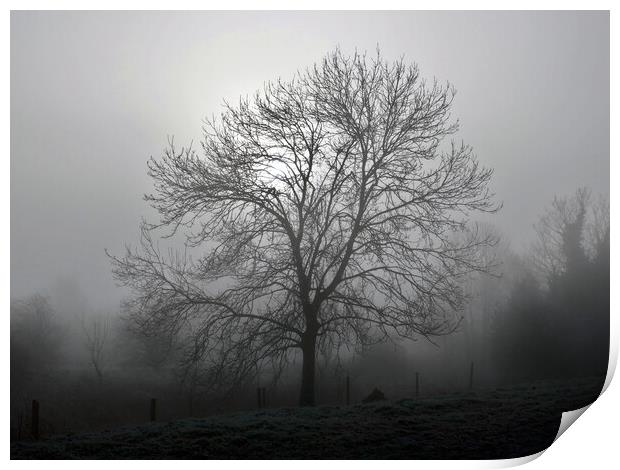 Ash tree in fog, Hob Moor  Print by Paul Boizot