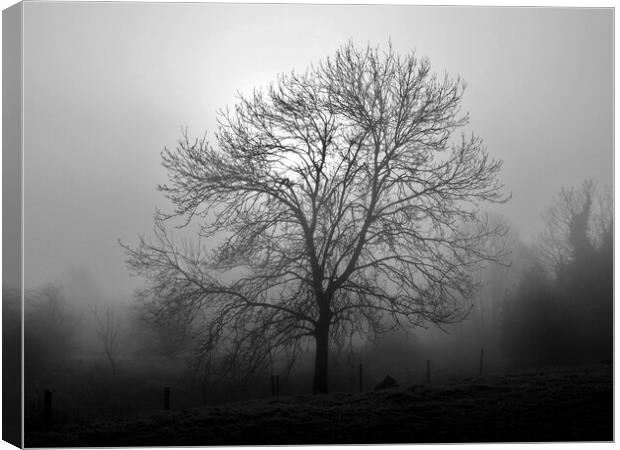 Ash tree in fog, Hob Moor, monochrome Canvas Print by Paul Boizot