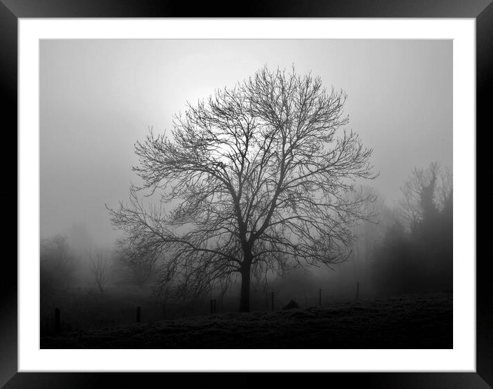 Ash tree in fog, Hob Moor, monochrome Framed Mounted Print by Paul Boizot
