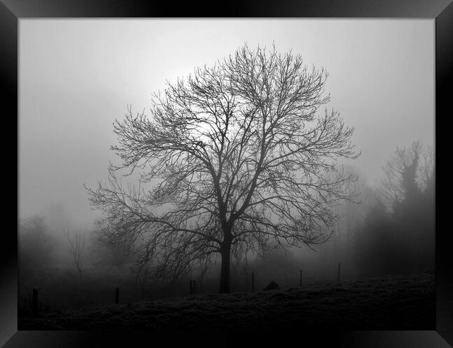 Ash tree in fog, Hob Moor, monochrome Framed Print by Paul Boizot