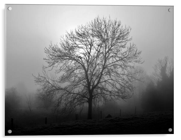 Ash tree in fog, Hob Moor, monochrome Acrylic by Paul Boizot