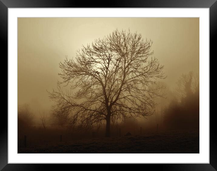 Ash tree in fog, Hob Moor , sepia Framed Mounted Print by Paul Boizot