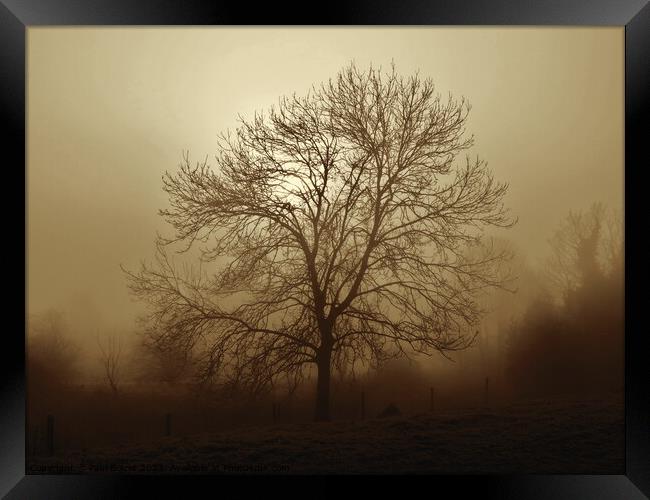 Ash tree in fog, Hob Moor , sepia Framed Print by Paul Boizot