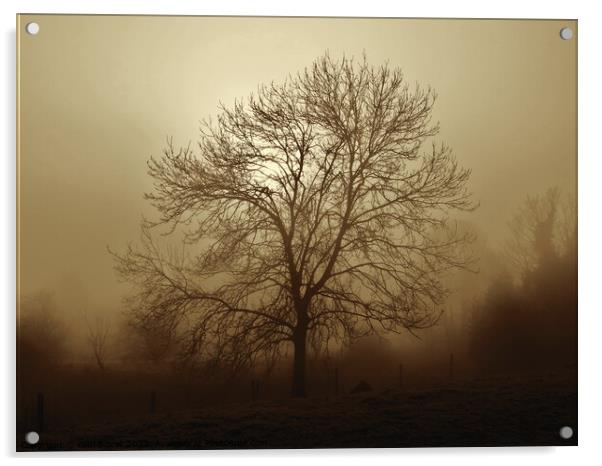 Ash tree in fog, Hob Moor , sepia Acrylic by Paul Boizot