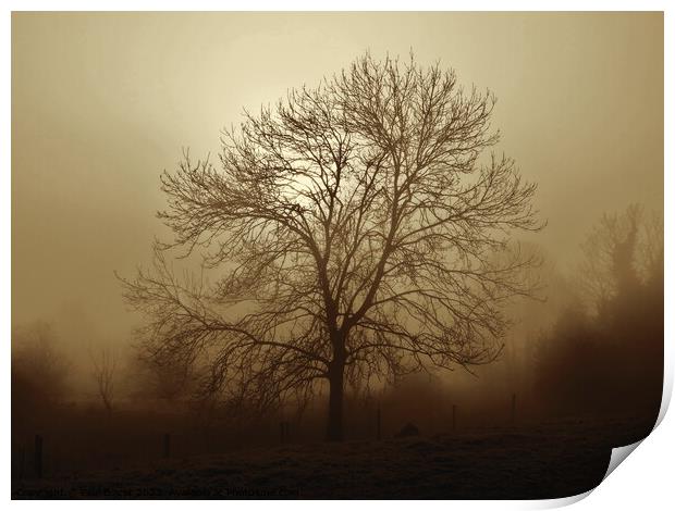 Ash tree in fog, Hob Moor , sepia Print by Paul Boizot