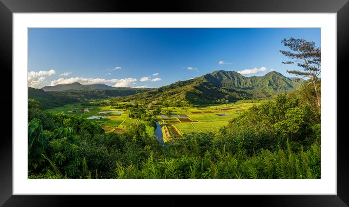 Panoramic view over the Hanalei national wildlife refuge Kauai Framed Mounted Print by Steve Heap
