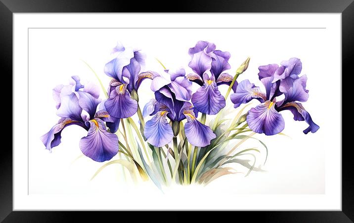Watercolour Irises Framed Mounted Print by Steve Smith