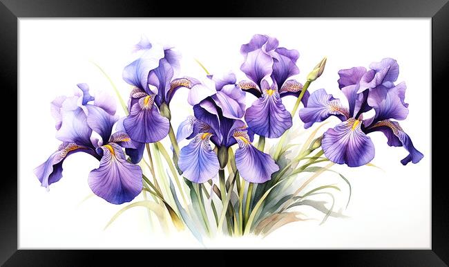 Watercolour Irises Framed Print by Steve Smith