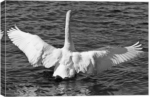 A swan in Black and White Canvas Print by Paul Messenger