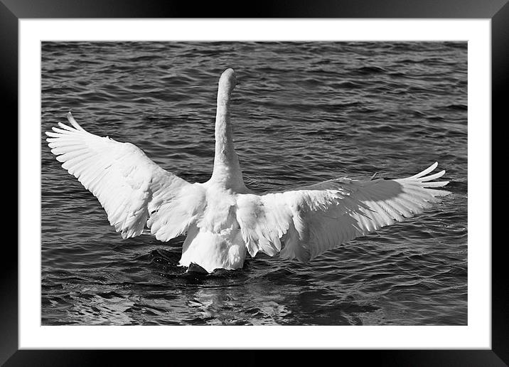 A swan in Black and White Framed Mounted Print by Paul Messenger