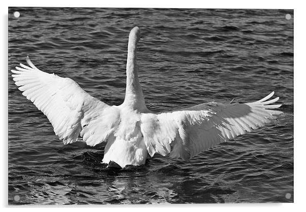 A swan in Black and White Acrylic by Paul Messenger