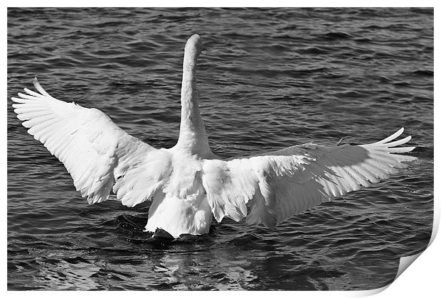 A swan in Black and White Print by Paul Messenger