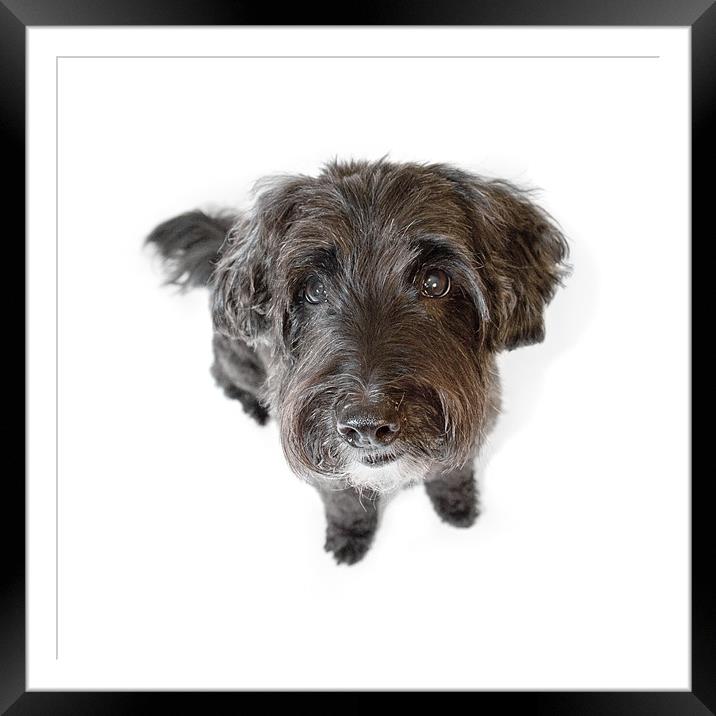 Hairy Dog Photographic Caricature Framed Mounted Print by Natalie Kinnear
