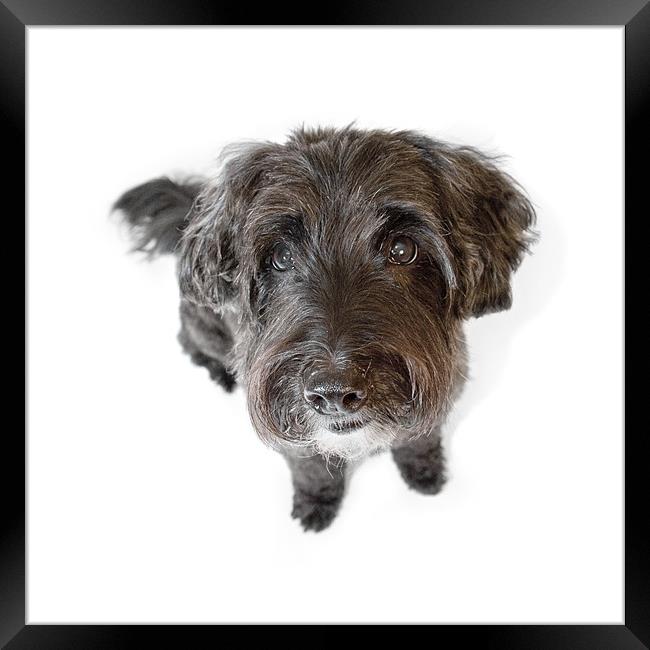 Hairy Dog Photographic Caricature Framed Print by Natalie Kinnear