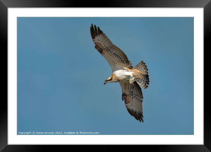 Osprey Flight Framed Mounted Print by Steve Grundy