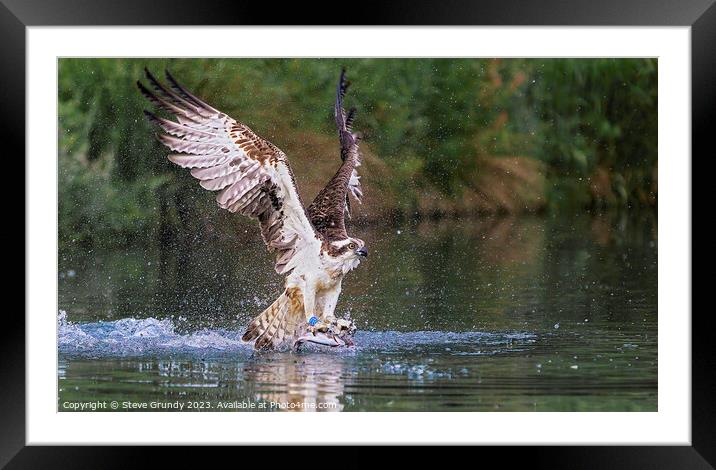 Emerging Rutland Osprey Framed Mounted Print by Steve Grundy