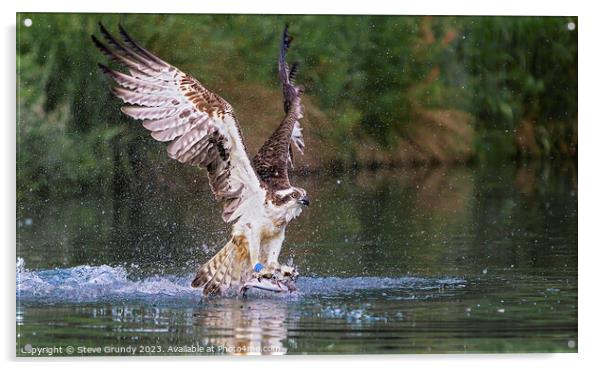 Emerging Rutland Osprey Acrylic by Steve Grundy