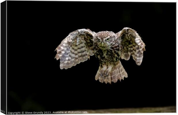 Little Owl, incomming Canvas Print by Steve Grundy
