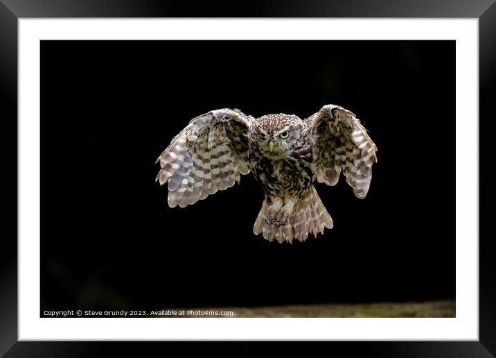 Little Owl, incomming Framed Mounted Print by Steve Grundy