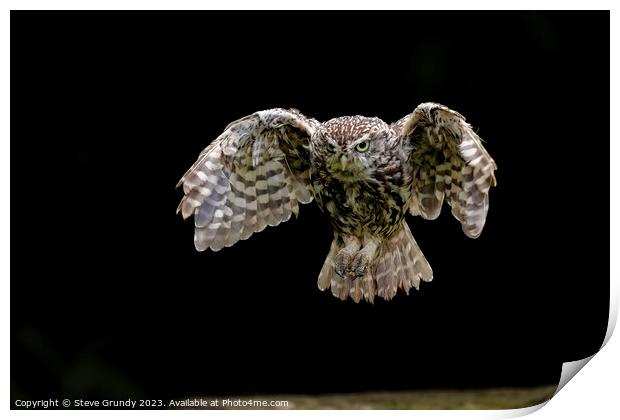 Little Owl, incomming Print by Steve Grundy