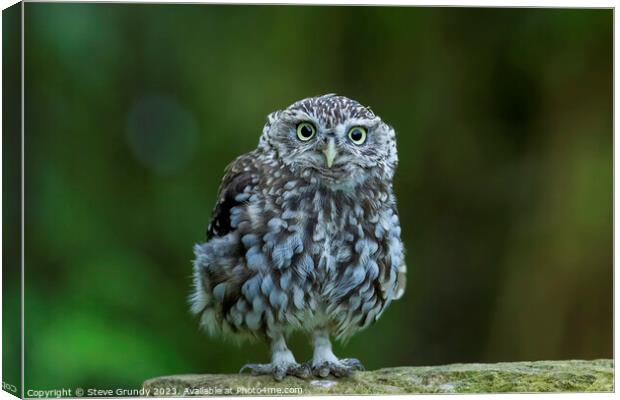 Cute Little Owl Staring Canvas Print by Steve Grundy