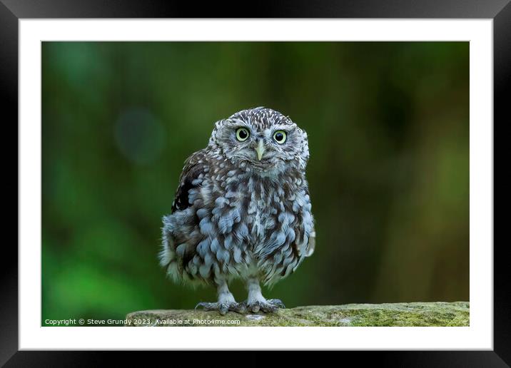 Cute Little Owl Staring Framed Mounted Print by Steve Grundy