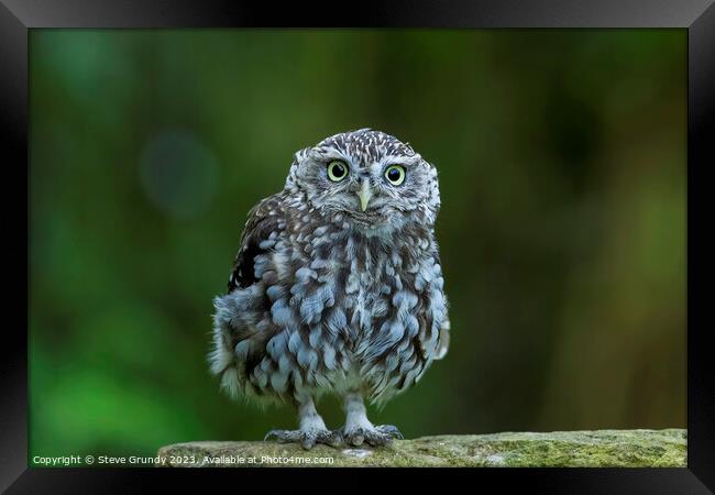 Cute Little Owl Staring Framed Print by Steve Grundy