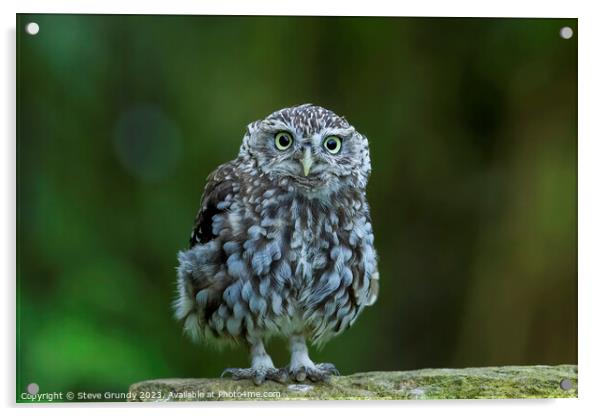 Cute Little Owl Staring Acrylic by Steve Grundy