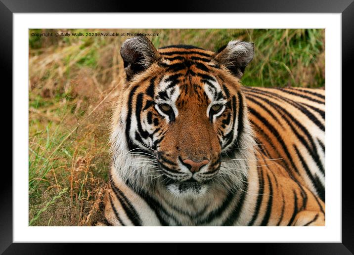 Bengal Tiger portrait Framed Mounted Print by Sally Wallis
