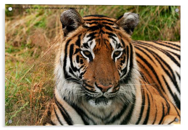 Bengal Tiger portrait Acrylic by Sally Wallis