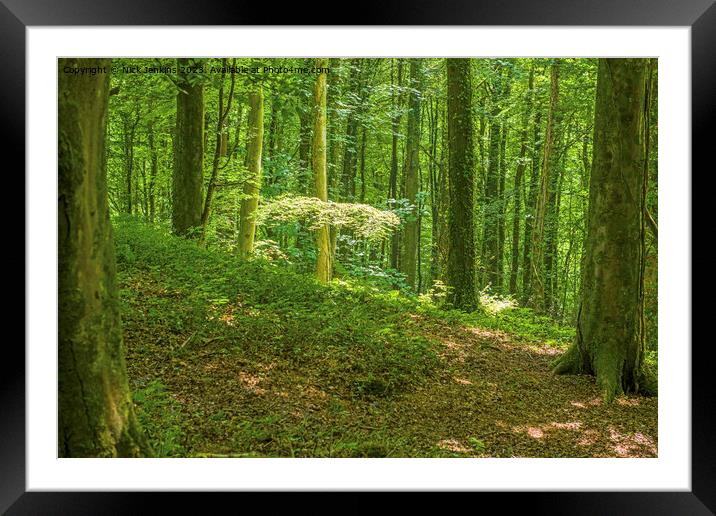 Fforest Fawr above the Castell Coch Castle at Tongwynlais June  Framed Mounted Print by Nick Jenkins