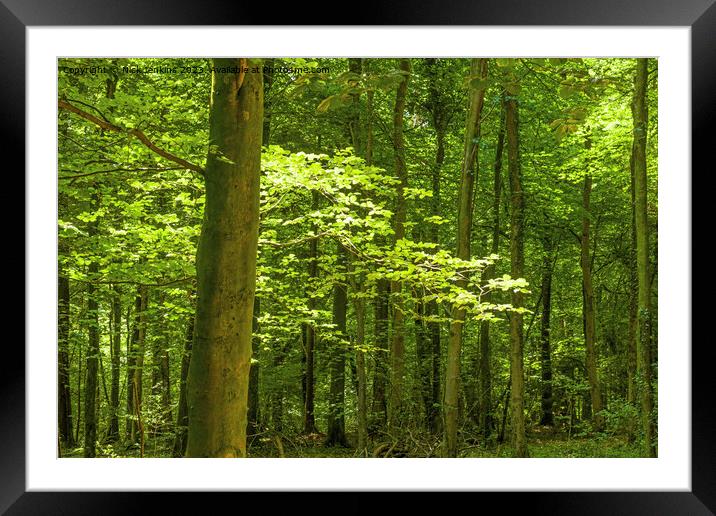 Sun lighting up a tree at Fforest Fawr Near Cardiff  Framed Mounted Print by Nick Jenkins