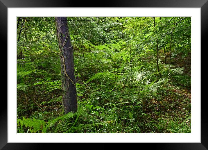 The Wentwood Forest in Monmouthshire in August Framed Mounted Print by Nick Jenkins