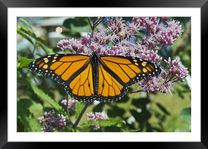 Monarch butterfly feeding Framed Mounted Print by Gary Eason